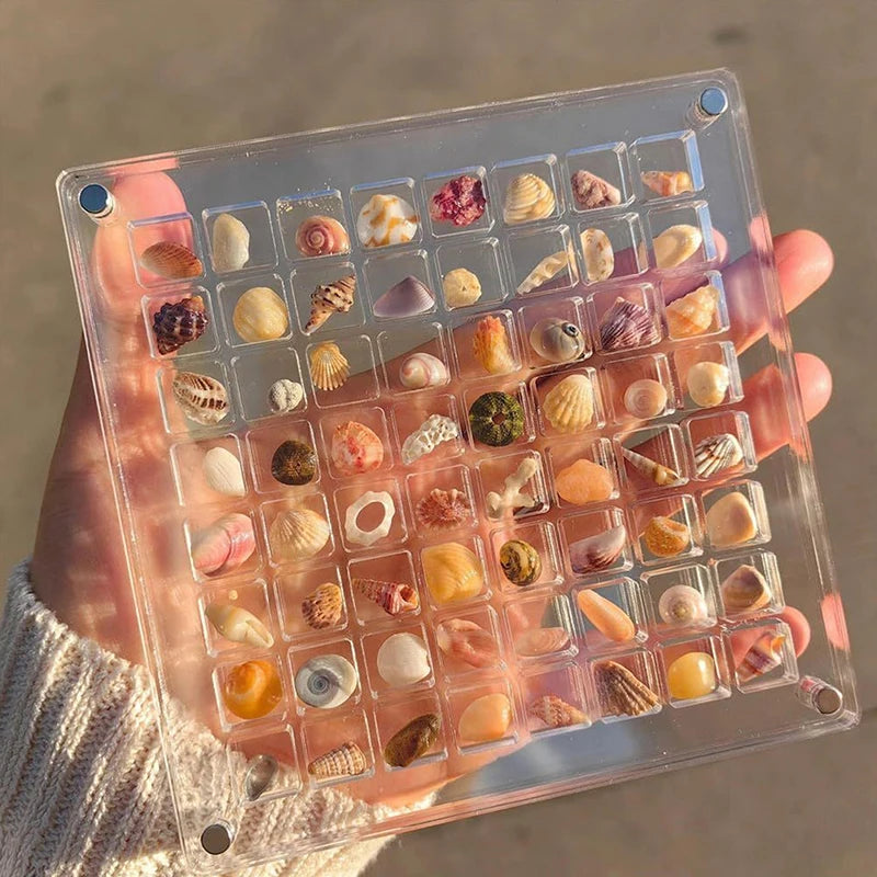 Seashell Display Box 🐚 🪸