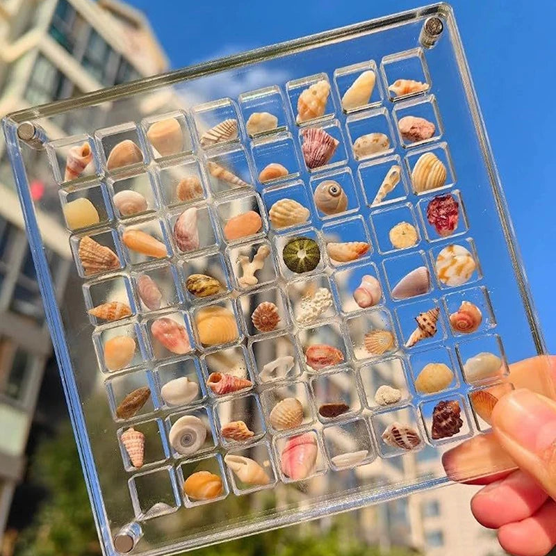 Seashell Display Box 🐚 🪸