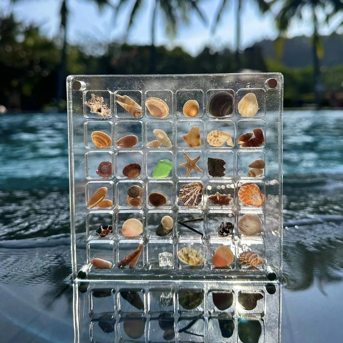 Seashell Display Box 🐚 🪸